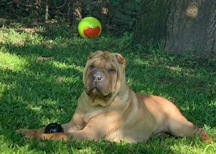 Riverlodge3 아마레스